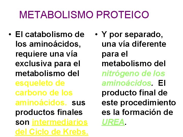 METABOLISMO PROTEICO • El catabolismo de • Y por separado, los aminoácidos, una vía