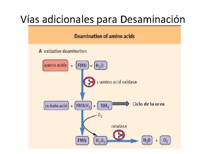 Vías adicionales para Desaminación Ciclo de la urea 