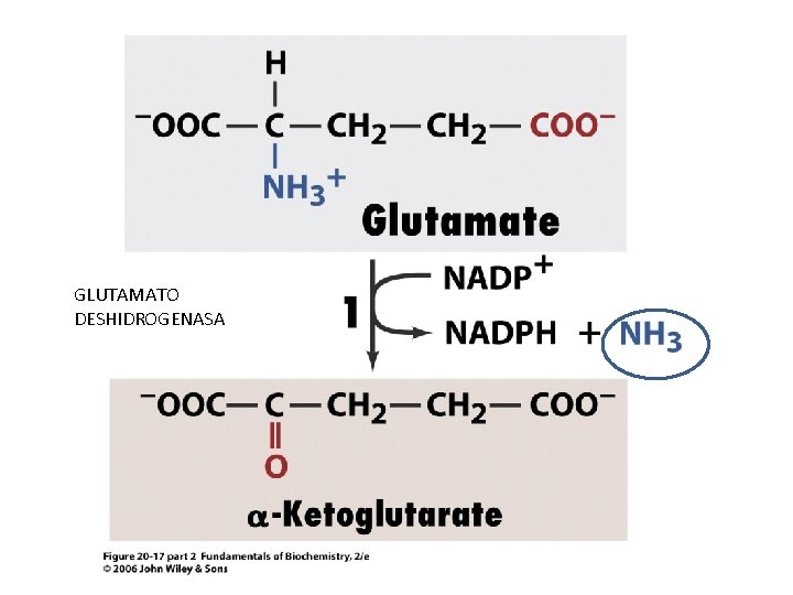 GLUTAMATO DESHIDROGENASA 