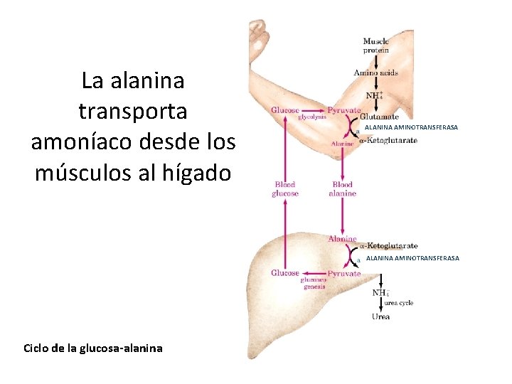 La alanina transporta amoníaco desde los músculos al hígado ALANINA AMINOTRANSFERASA Ciclo de la