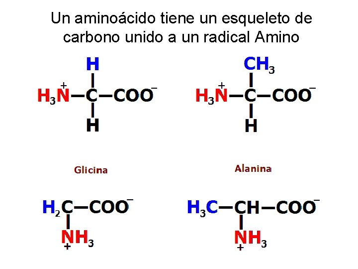 Un aminoácido tiene un esqueleto de carbono unido a un radical Amino 