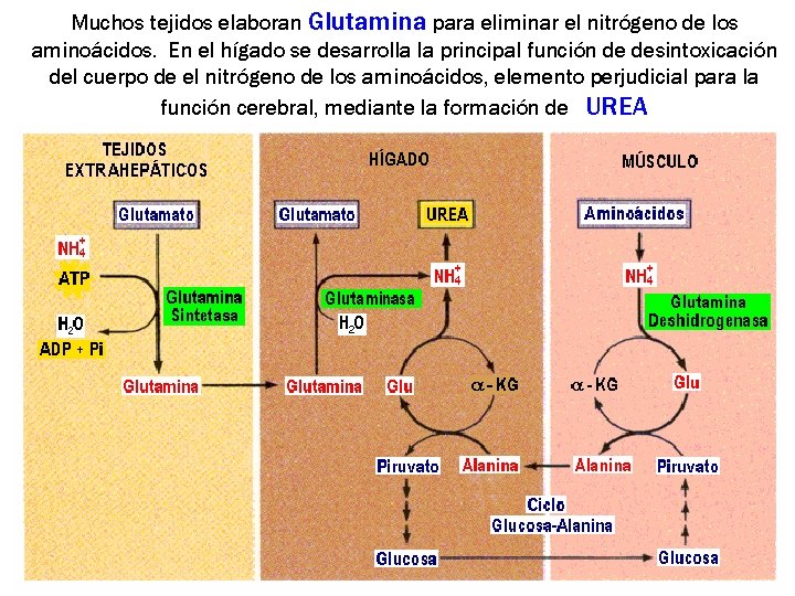 Muchos tejidos elaboran Glutamina para eliminar el nitrógeno de los aminoácidos. En el hígado