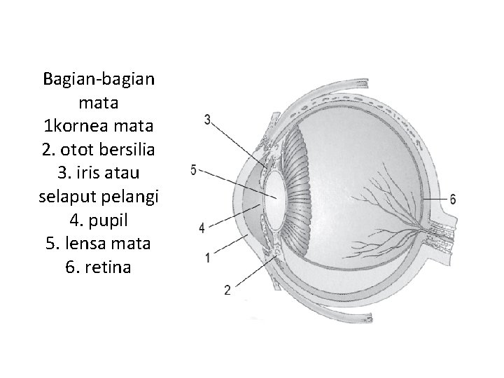 Bagian-bagian mata 1 kornea mata 2. otot bersilia 3. iris atau selaput pelangi 4.