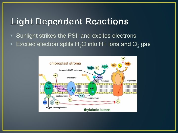 Light Dependent Reactions • Sunlight strikes the PSII and excites electrons • Excited electron