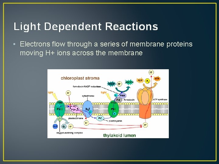 Light Dependent Reactions • Electrons flow through a series of membrane proteins moving H+
