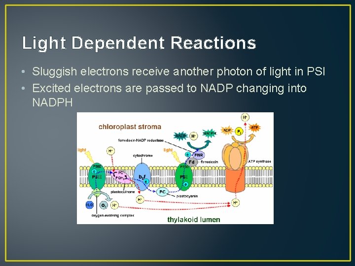 Light Dependent Reactions • Sluggish electrons receive another photon of light in PSI •