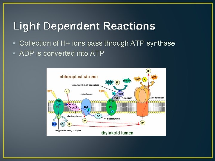 Light Dependent Reactions • Collection of H+ ions pass through ATP synthase • ADP