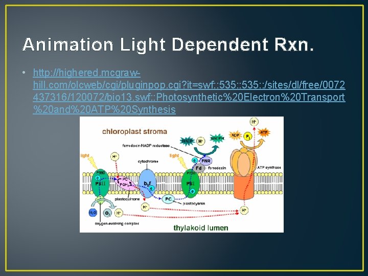 Animation Light Dependent Rxn. • http: //highered. mcgrawhill. com/olcweb/cgi/pluginpop. cgi? it=swf: : 535: :