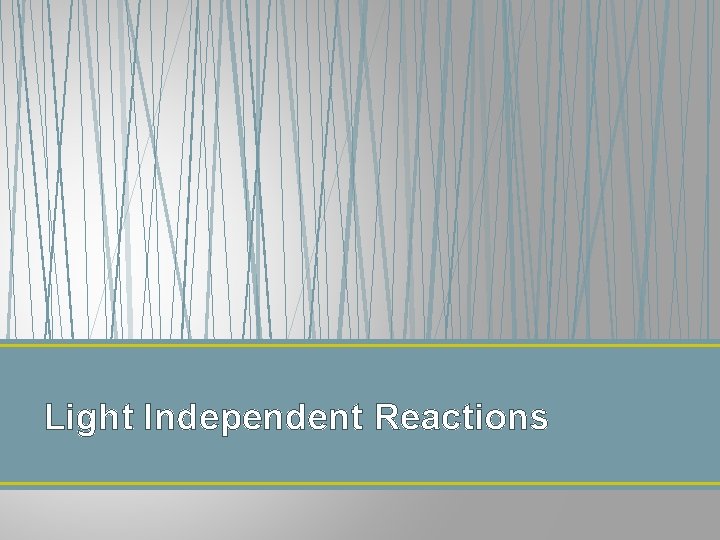 Light Independent Reactions 