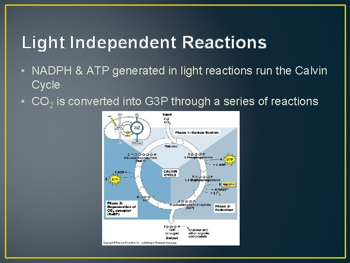 Light Independent Reactions • NADPH & ATP generated in light reactions run the Calvin
