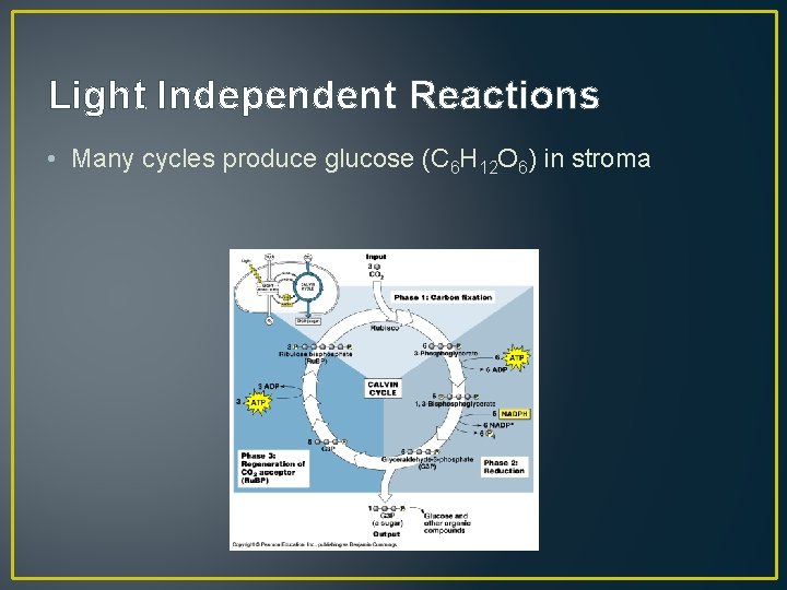 Light Independent Reactions • Many cycles produce glucose (C 6 H 12 O 6)