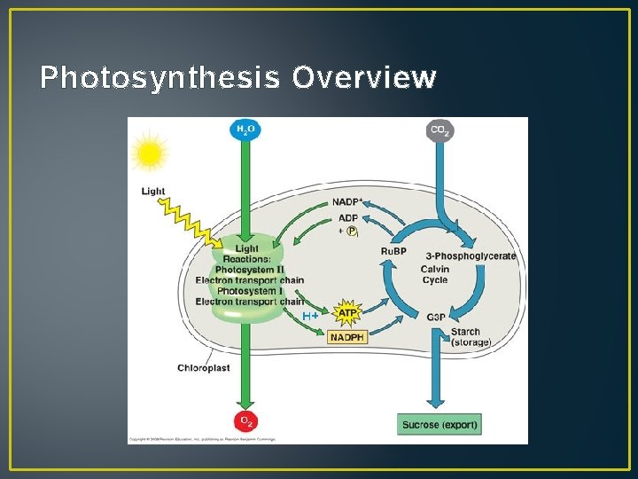 Photosynthesis Overview 