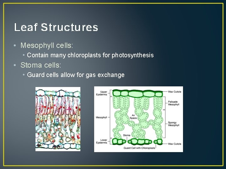 Leaf Structures • Mesophyll cells: • Contain many chloroplasts for photosynthesis • Stoma cells: