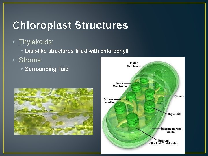 Chloroplast Structures • Thylakoids: • Disk-like structures filled with chlorophyll • Stroma • Surrounding