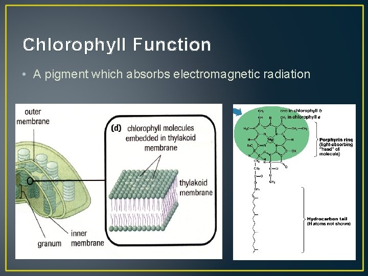 Chlorophyll Function • A pigment which absorbs electromagnetic radiation 