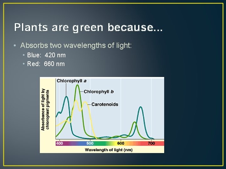 Plants are green because. . . • Absorbs two wavelengths of light: • Blue: