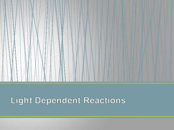 Light Dependent Reactions 