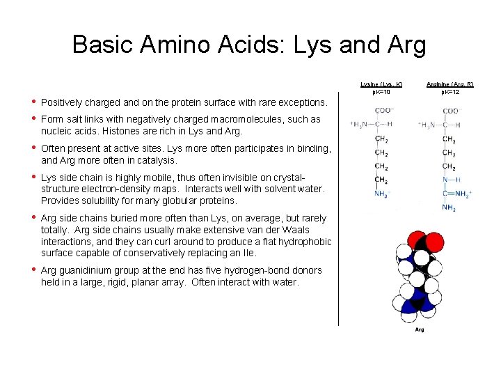 Basic Amino Acids: Lys and Arg Lysine (Lys, K) p. K=10 • • Positively