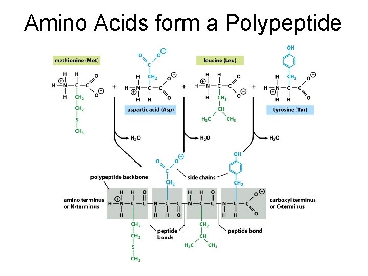 Amino Acids form a Polypeptide 