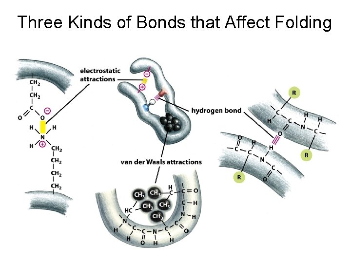 Three Kinds of Bonds that Affect Folding 