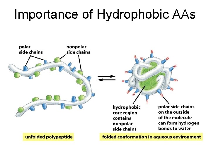 Importance of Hydrophobic AAs 