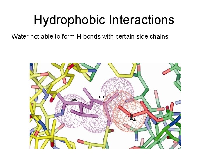 Hydrophobic Interactions Water not able to form H-bonds with certain side chains 
