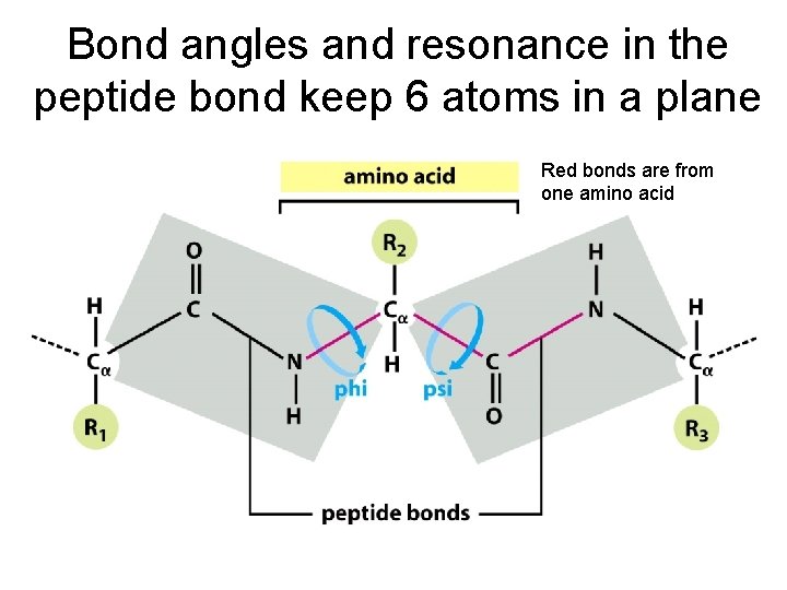 Bond angles and resonance in the peptide bond keep 6 atoms in a plane