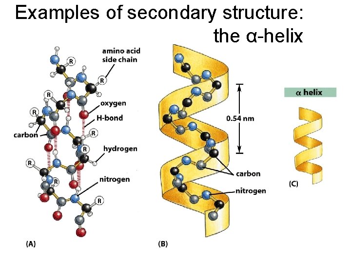 Examples of secondary structure: the α-helix 