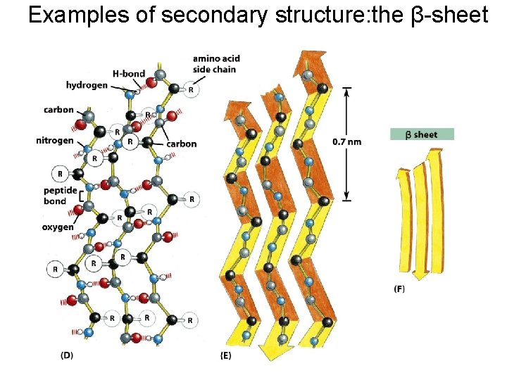 Examples of secondary structure: the β-sheet 