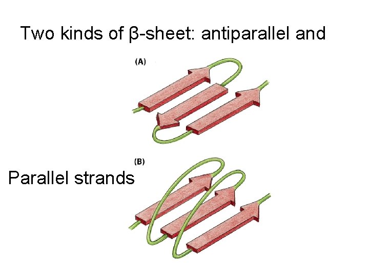 Two kinds of β-sheet: antiparallel and Parallel strands 