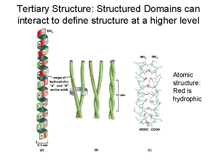 Tertiary Structure: Structured Domains can interact to define structure at a higher level Atomic