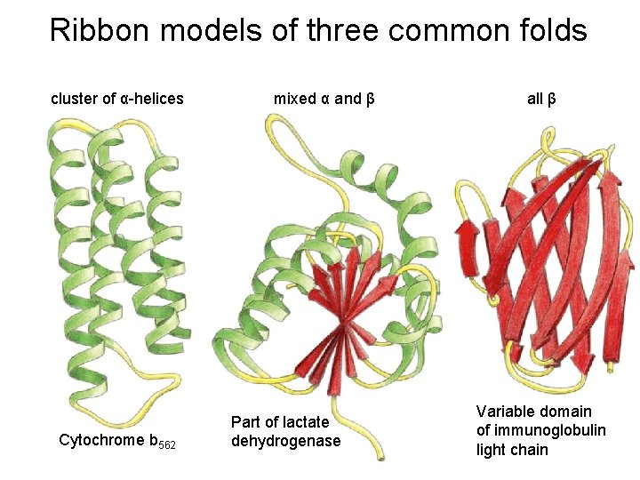 Ribbon models of three common folds cluster of α-helices Cytochrome b 562 mixed α