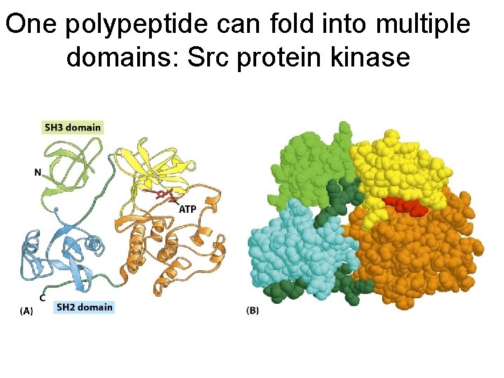 One polypeptide can fold into multiple domains: Src protein kinase 