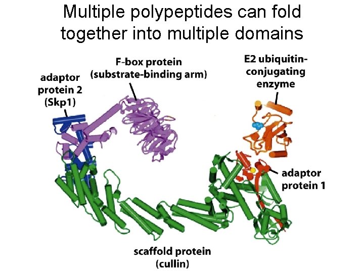 Multiple polypeptides can fold together into multiple domains 
