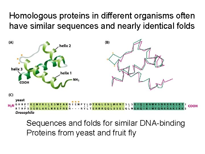 Homologous proteins in different organisms often have similar sequences and nearly identical folds Sequences