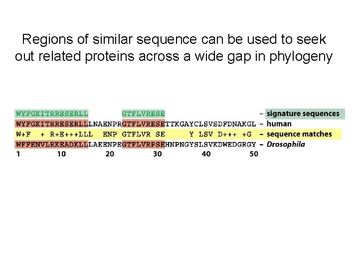 Regions of similar sequence can be used to seek out related proteins across a