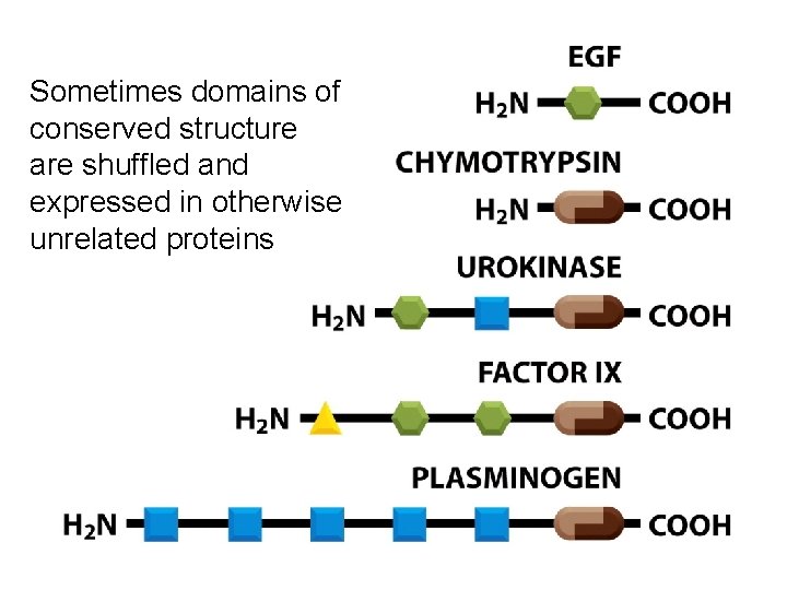Sometimes domains of conserved structure are shuffled and expressed in otherwise unrelated proteins 