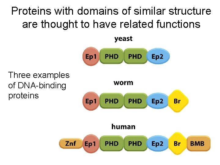 Proteins with domains of similar structure are thought to have related functions Three examples