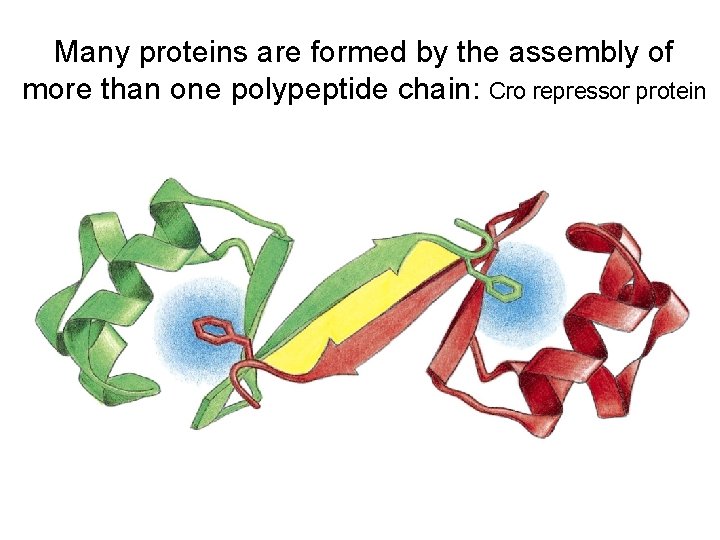 Many proteins are formed by the assembly of more than one polypeptide chain: Cro