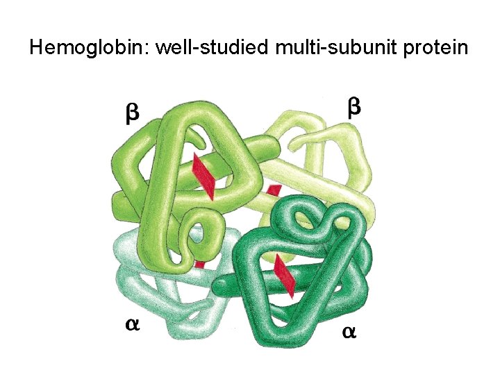 Hemoglobin: well-studied multi-subunit protein 
