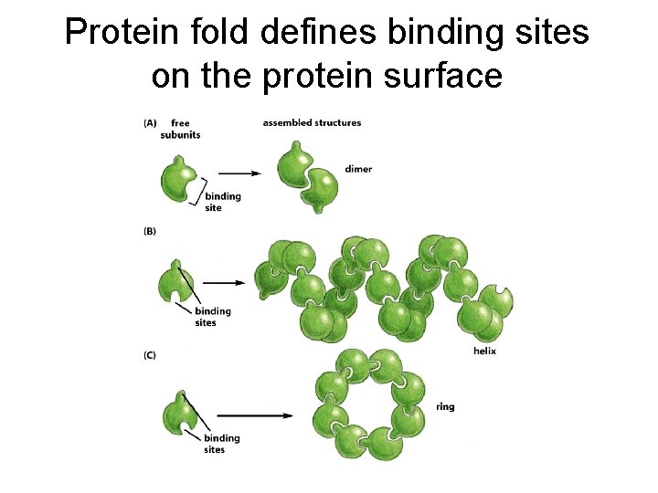 Protein fold defines binding sites on the protein surface 