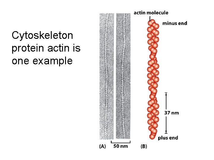 Cytoskeleton protein actin is one example 