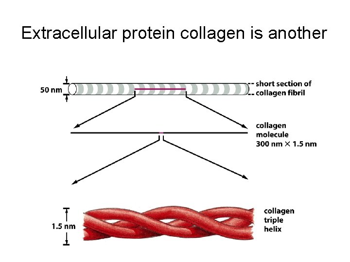 Extracellular protein collagen is another 
