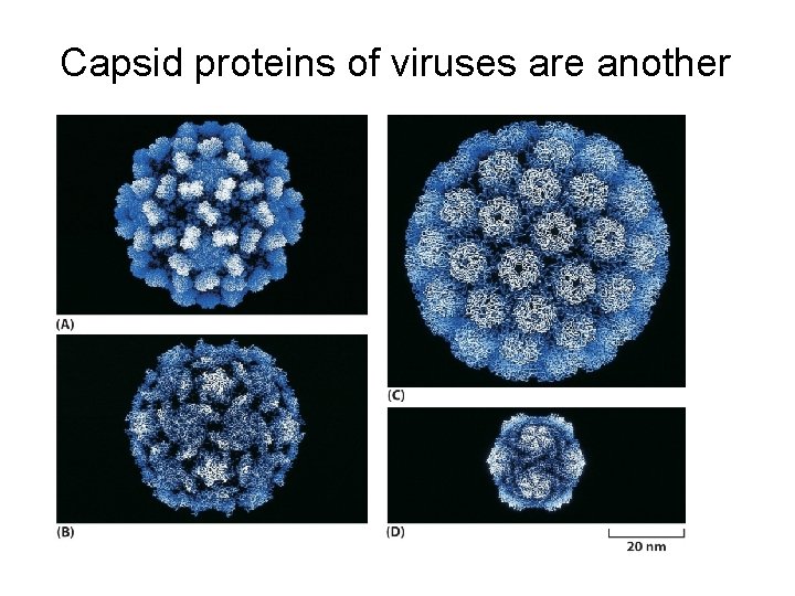 Capsid proteins of viruses are another 