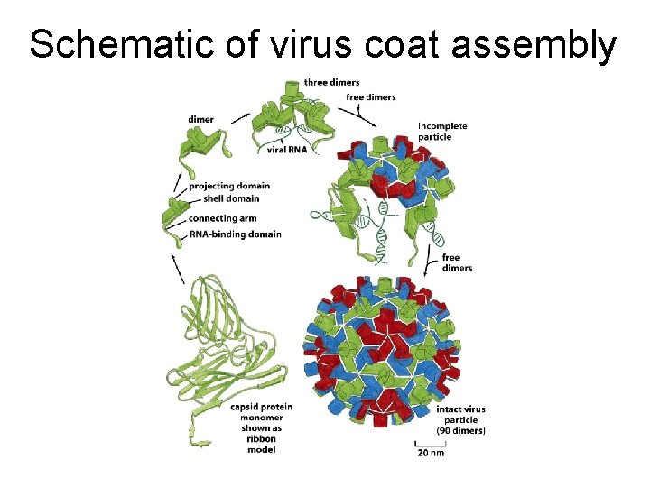 Schematic of virus coat assembly 