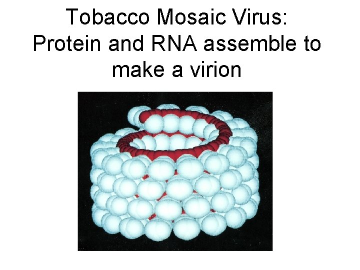 Tobacco Mosaic Virus: Protein and RNA assemble to make a virion 