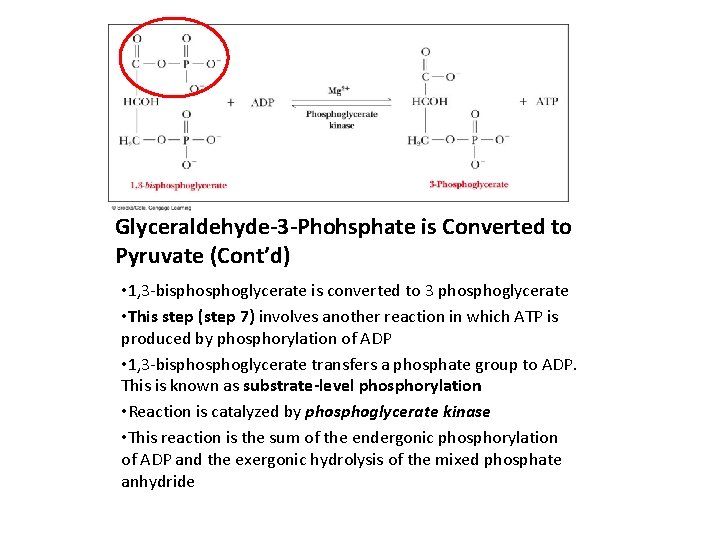 Glyceraldehyde-3 -Phohsphate is Converted to Pyruvate (Cont’d) • 1, 3 -bisphoglycerate is converted to