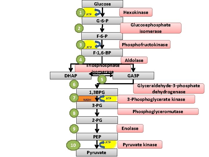 Glucose 1 Hexokinase ATP G-6 -P 2 F-6 -P 3 Glucosephosphate isomerase Phosphofructokinase ATP