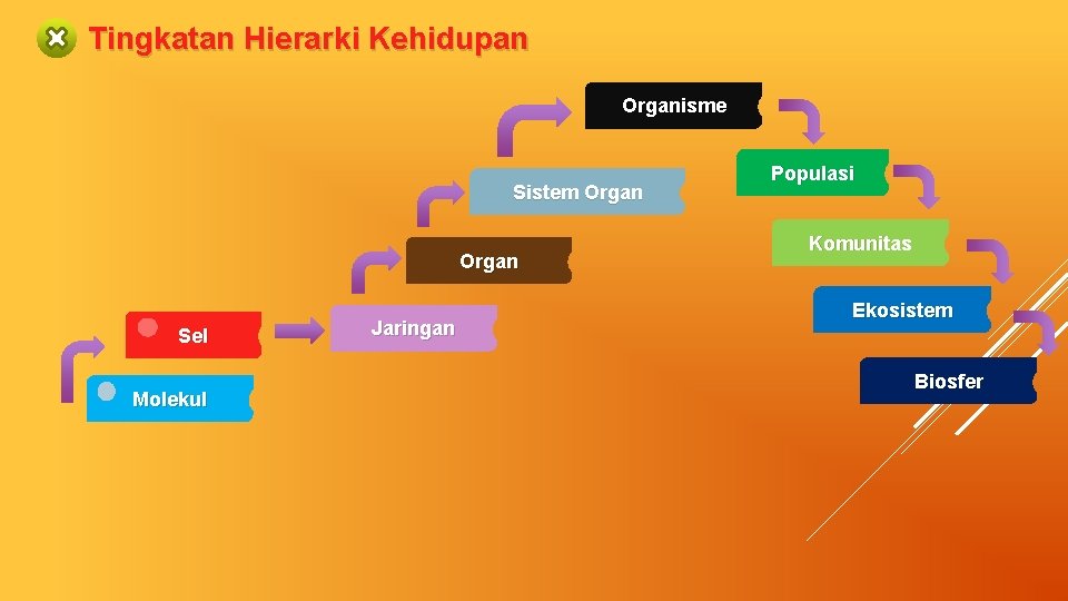 Tingkatan Hierarki Kehidupan Organisme Sistem Organ Sel Molekul Jaringan Populasi Komunitas Ekosistem Biosfer 