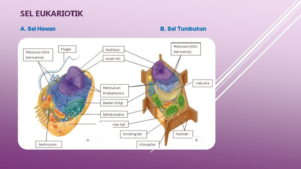 SEL EUKARIOTIK A. Sel Hewan B. Sel Tumbuhan 